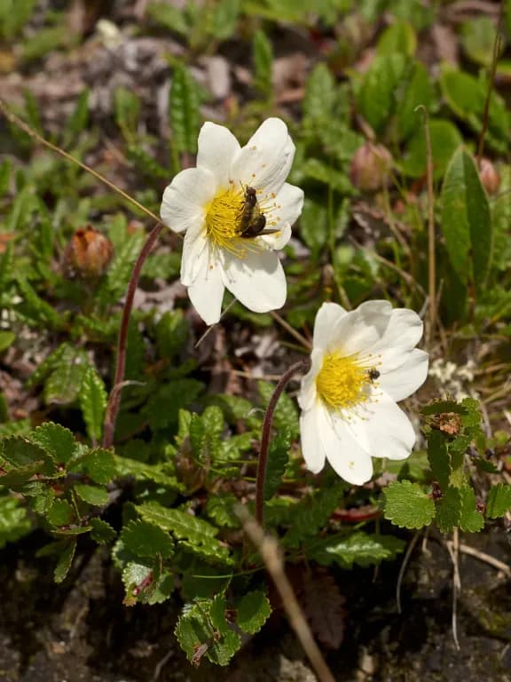 DRYAS OCTOPETALA CALLUS CULTURE EXTRACT 대표 사진