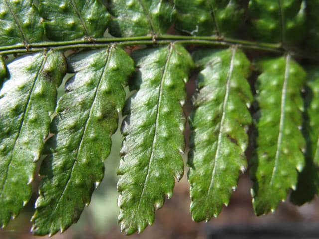 DRYOPTERIS ERYTHROSORA EXTRACT 대표 사진