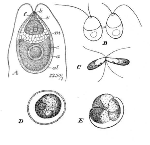 DUNALIELLA TERTIOLECTA EXTRACT 대표 사진