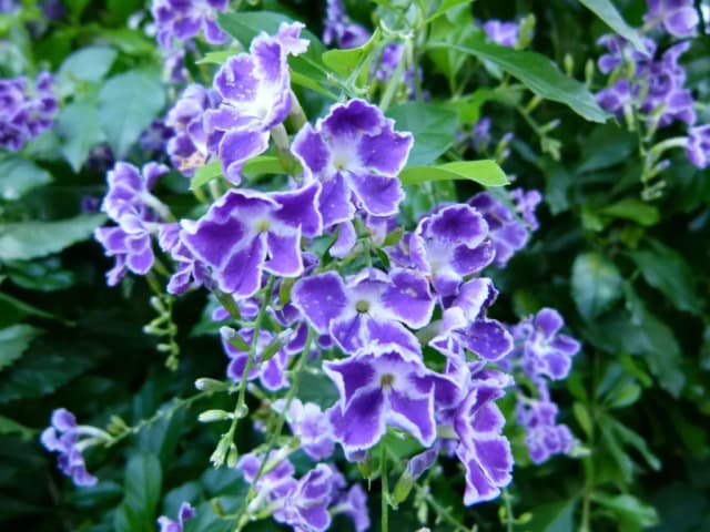 DURANTA ERECTA FLOWER/LEAF/STEM EXTRACT 대표 사진