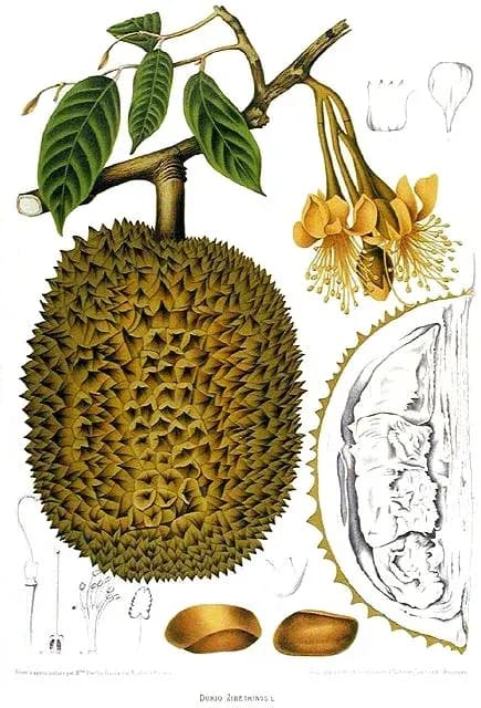 DURIO ZIBETHINUS FLOWER EXTRACT 대표 사진