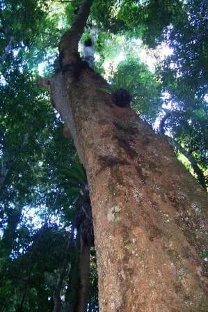 DYSOXYLUM FRASERIANUM WOOD OIL 대표 사진