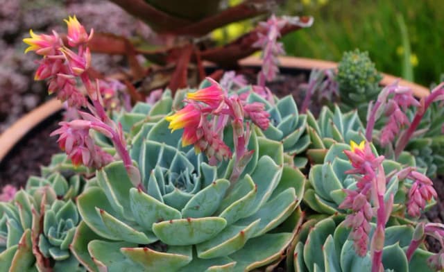 ECHEVERIA SECUNDA LEAF EXTRACT 대표 사진