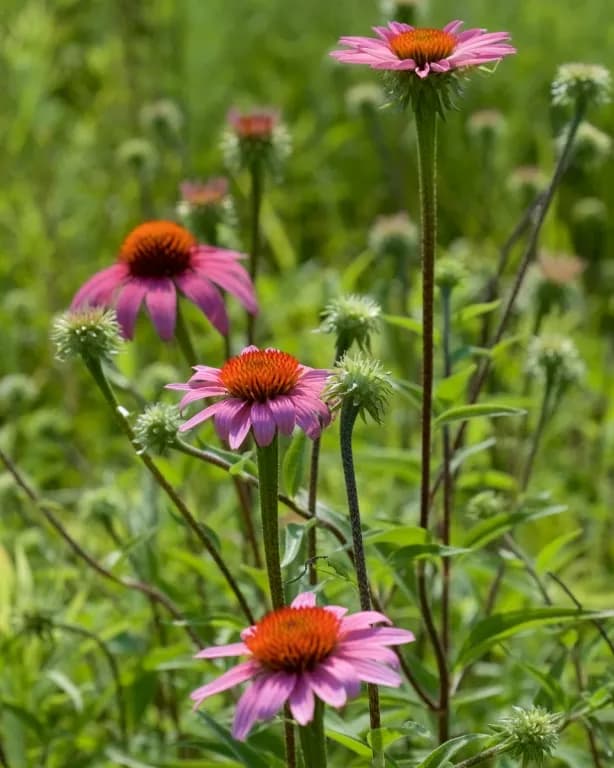 ECHINACEA PURPUREA FLOWER OIL 대표 사진