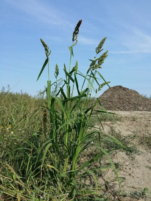 ECHINOCHLOA ESCULENTA BRAN OIL 대표 사진