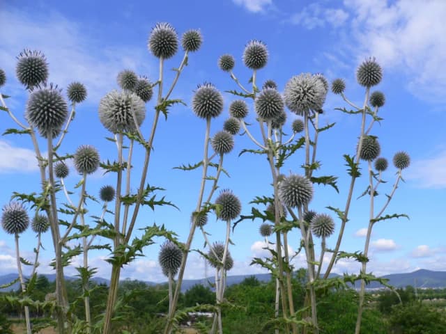 ECHINOPS SPHAEROCEPHALUS SEED OIL 대표 사진