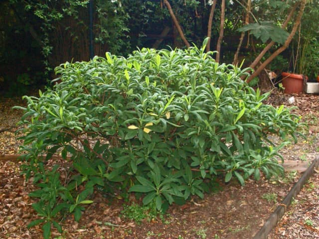 EDGEWORTHIA CHRYSANTHA BARK EXTRACT 대표 사진