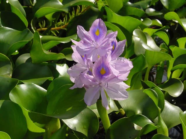 EICHHORNIA CRASSIPES WATER 대표 사진