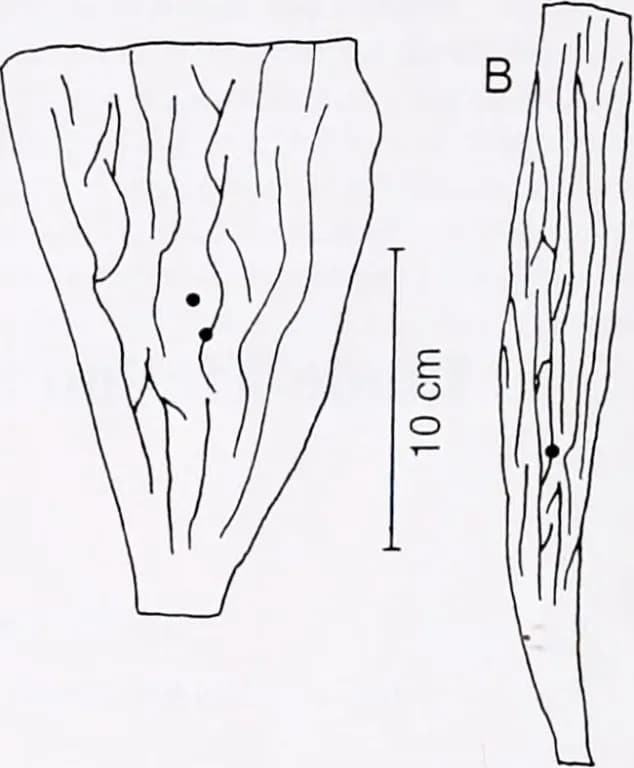 EISENIA ARBOREA EXTRACT 대표 사진