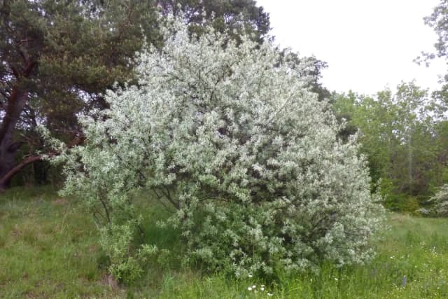 ELAEAGNUS ANGUSTIFOLIA FRUIT EXTRACT 대표 사진