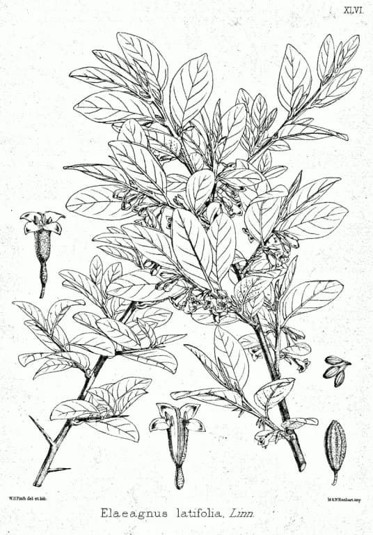 ELAEAGNUS LATIFOLIA LEAF CELL EXTRACT 대표 사진