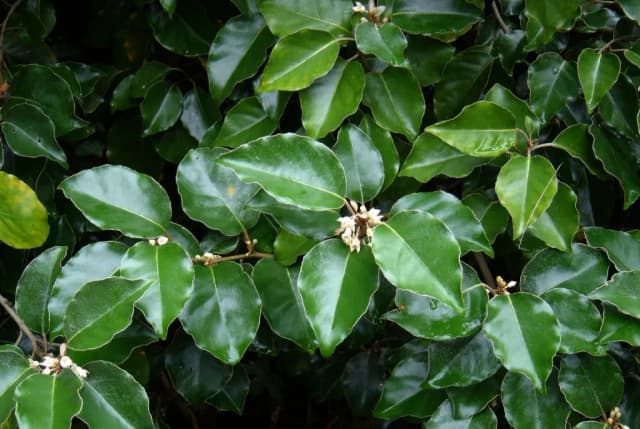 ELAEAGNUS MACROPHYLLA LEAF/STEM OIL 대표 사진