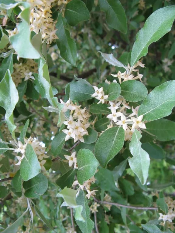ELAEAGNUS UMBELLATA BRANCH EXTRACT 대표 사진