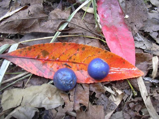 ELAEOCARPUS ANGUSTIFOLIUS FRUIT/SEED EXTRACT 대표 사진