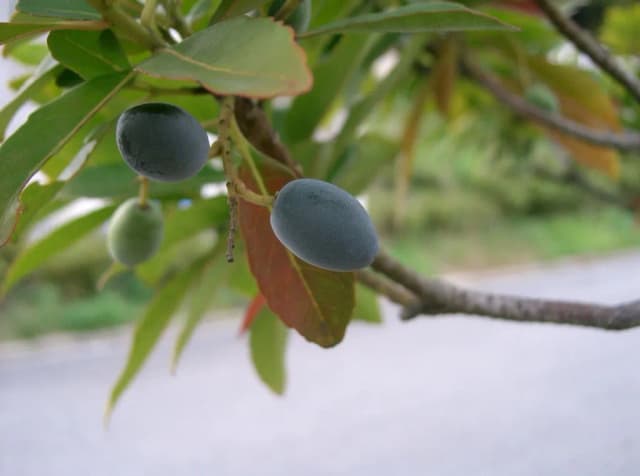 ELAEOCARPUS SYLVESTRIS BRANCH/LEAF EXTRACT 대표 사진