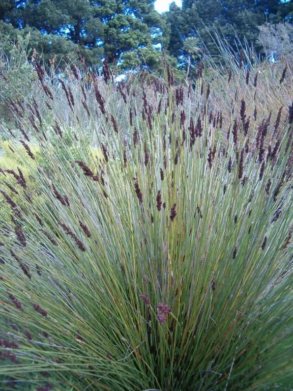 ELEGIA TECTORUM STEM EXTRACT 대표 사진