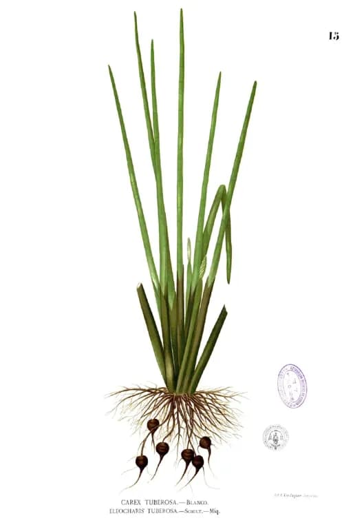 ELEOCHARIS DULCIS TUBER EXTRACT 대표 사진