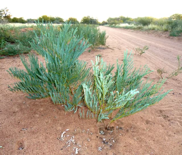 ELEPHANTORRHIZA ELEPHANTINA ROOT EXTRACT 대표 사진