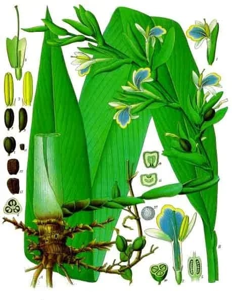 ELETTARIA CARDAMOMUM SEED WATER 대표 사진