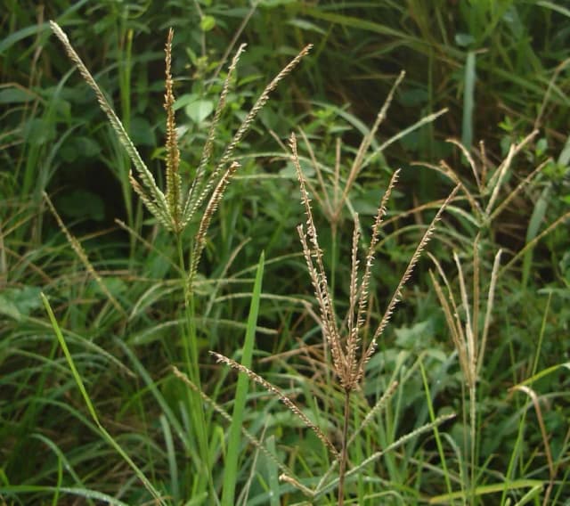 ELEUSINE INDICA EXTRACT 대표 사진
