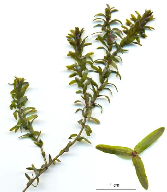 ELODEA CANADENSIS EXTRACT 대표 사진