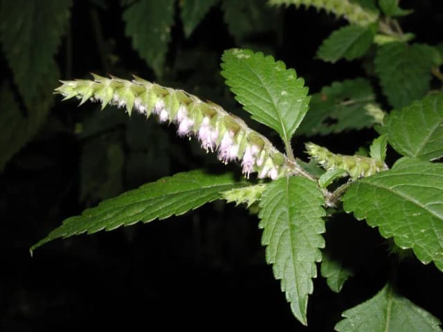 ELSHOLTZIA CILIATA LEAF/STEM EXTRACT 대표 사진