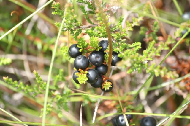 EMPETRUM NIGRUM FLOWER/FRUIT/LEAF EXTRACT 대표 사진