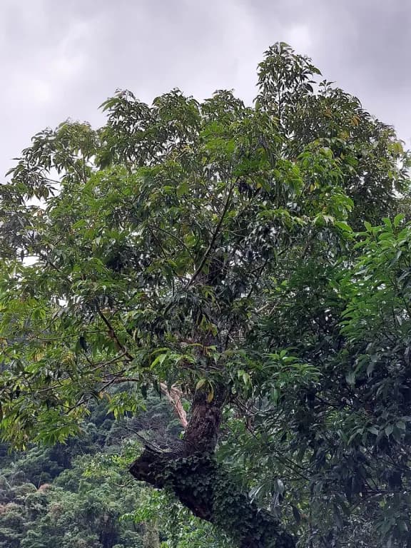 ENGELHARDTIA CHRYSOLEPIS LEAF EXTRACT 대표 사진