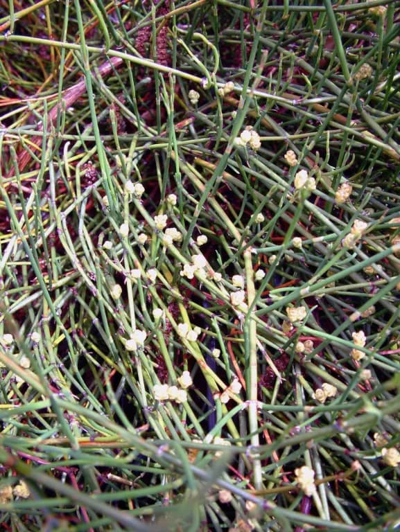 EPHEDRA SINICA ROOT EXTRACT 대표 사진