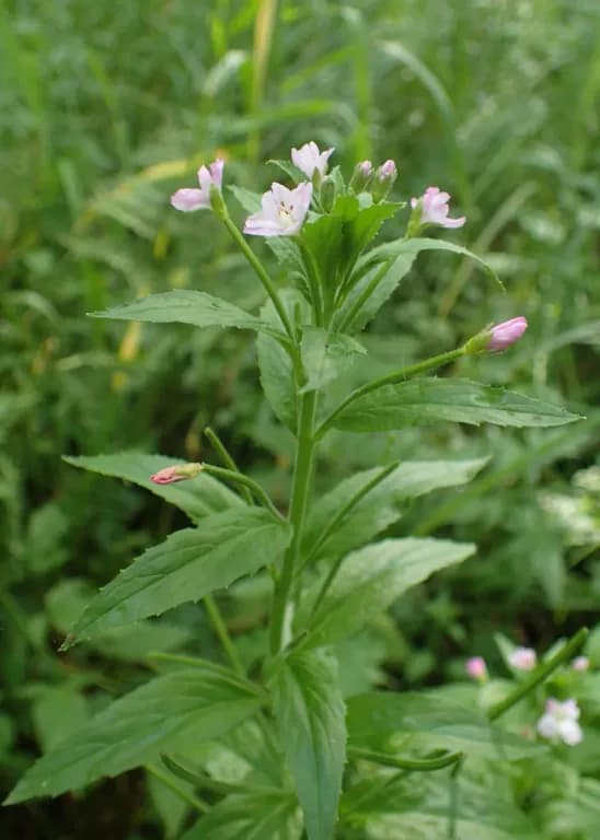 EPILOBIUM PARVIFLORUM LEAF/STEM EXTRACT 대표 사진