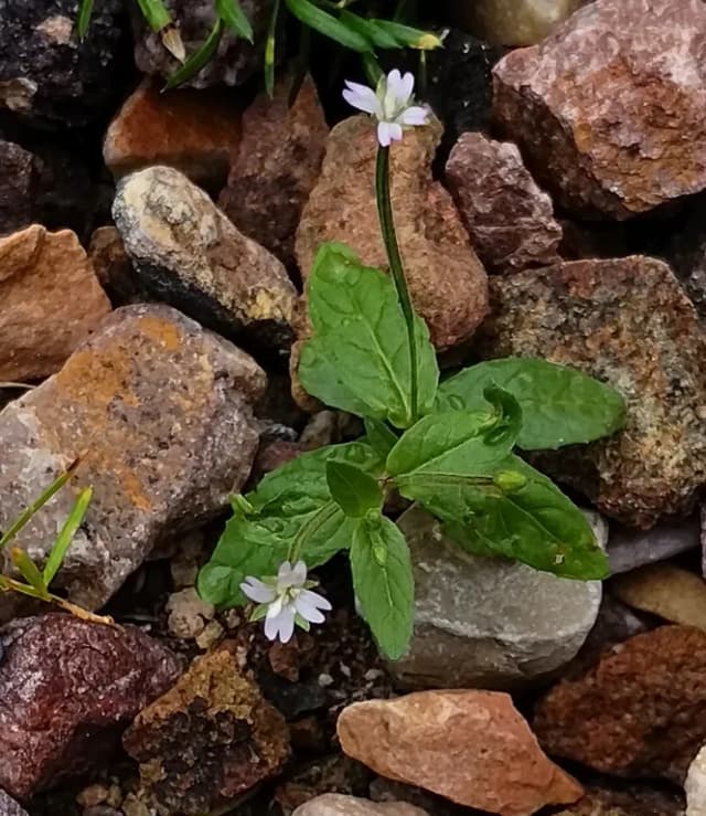 EPILOBIUM ROSEUM EXTRACT 대표 사진