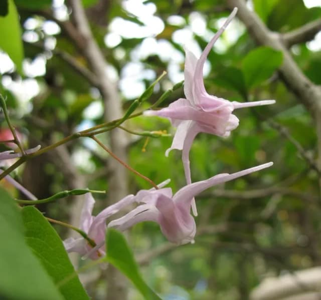 EPIMEDIUM GRANDIFLORUM FLOWER/LEAF/STEM EXTRACT 대표 사진
