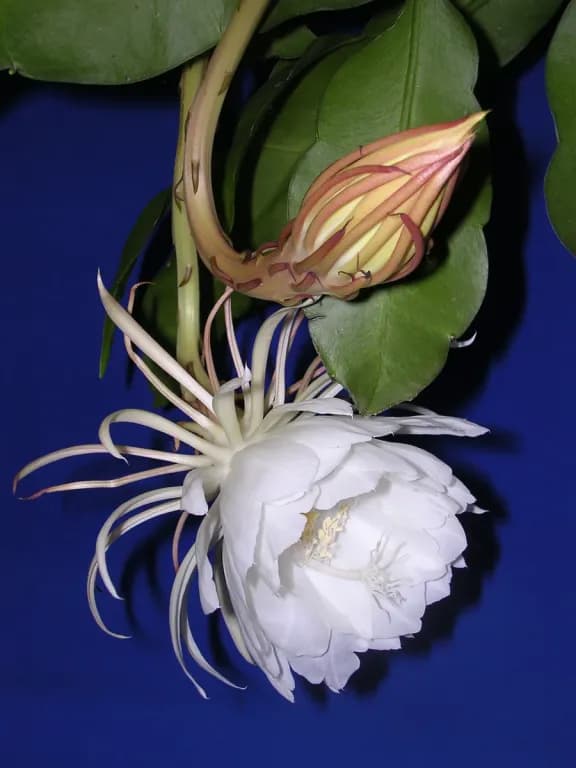 EPIPHYLLUM OXYPETALUM FLOWER EXTRACELLULAR VESICLES 대표 사진