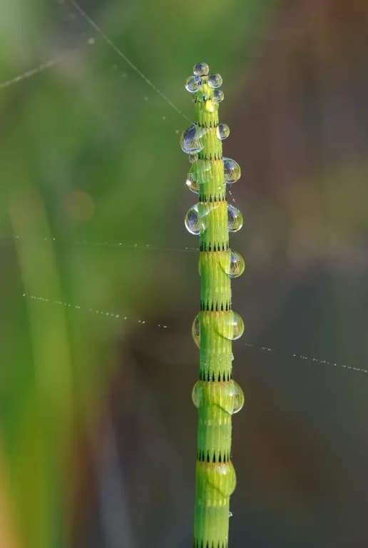EQUISETUM FLUVIATILE EXTRACT 대표 사진