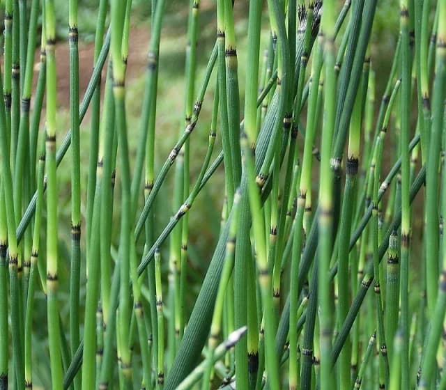 EQUISETUM GIGANTEUM EXTRACT 대표 사진