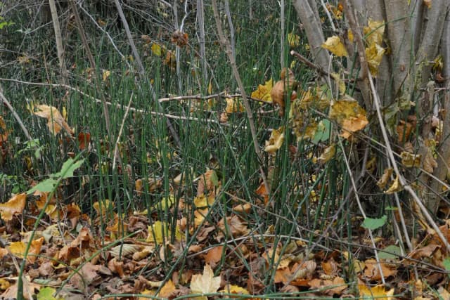 EQUISETUM HYEMALE LEAF/STEM EXTRACT 대표 사진