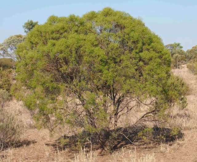 EREMOPHILA MITCHELLII WOOD OIL 대표 사진