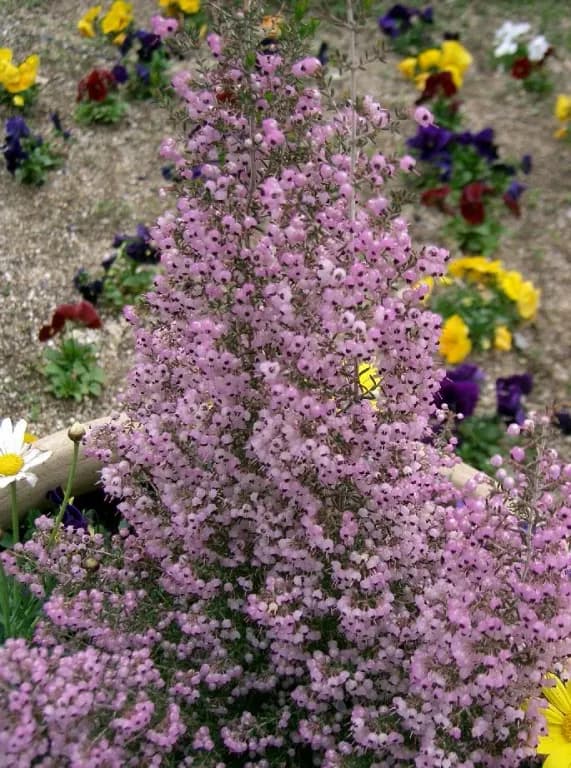 ERICA CANALICULATA FLOWER/LEAF/STEM EXTRACT 대표 사진