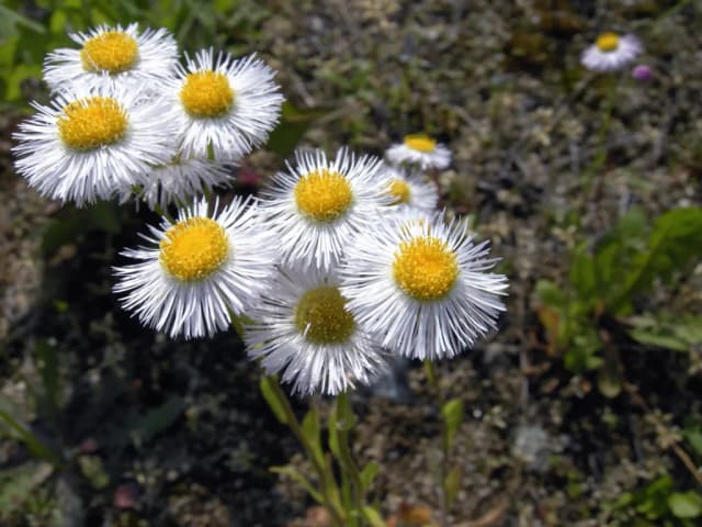 ERIGERON ANNUUS FLOWER OIL 대표 사진