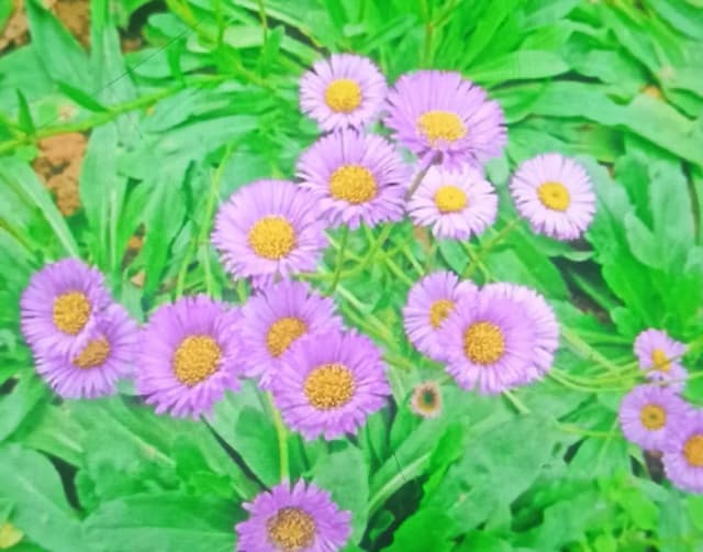 에리게론 브레위스카푸스추출물 대표 사진