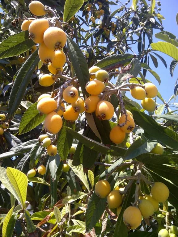 ERIOBOTRYA JAPONICA SEED POWDER 대표 사진