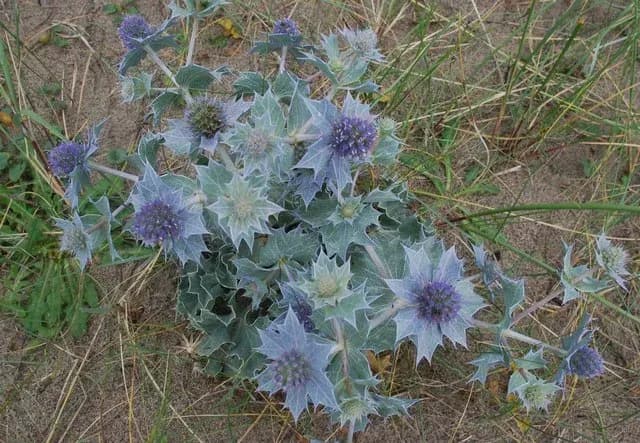 ERYNGIUM MARITIMUM CALLUS CULTURE EXTRACT 대표 사진