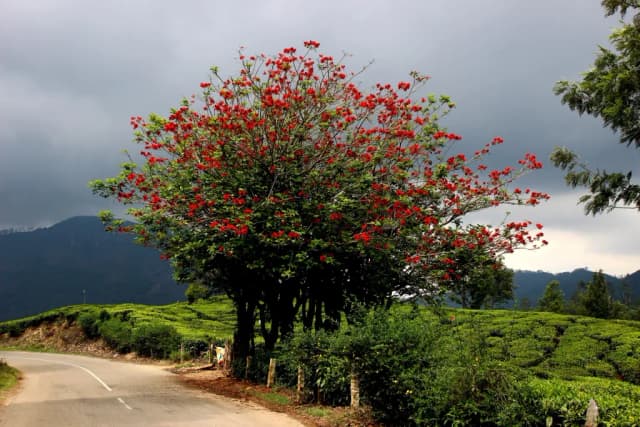 ERYTHRINA VARIEGATA FLOWER EXTRACT 대표 사진