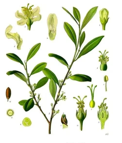 ERYTHROXYLUM COCA LEAF EXTRACT 대표 사진
