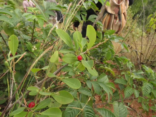 ERYTHROXYLUM MONOGYNUM EXTRACT 대표 사진