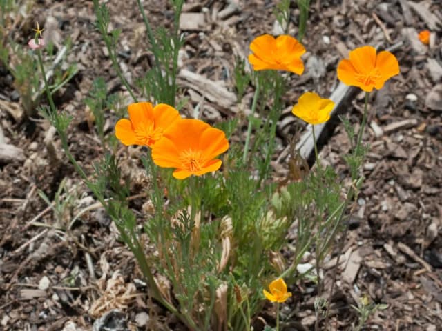 ESCHSCHOLZIA CALIFORNICA LEAF CELL EXTRACT 대표 사진