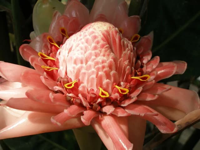 ETLINGERA ELATIOR FLOWER EXTRACT 대표 사진