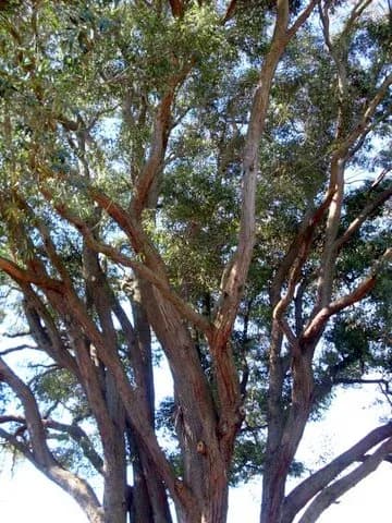 EUCALYPTUS ACMENOIDES LEAF EXTRACT 대표 사진