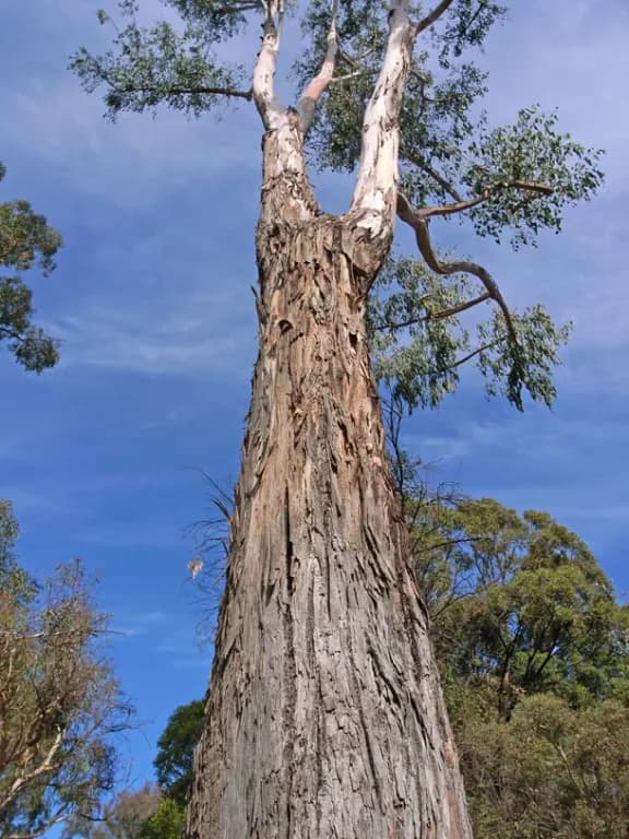 EUCALYPTUS DUNNII LEAF EXTRACT 대표 사진