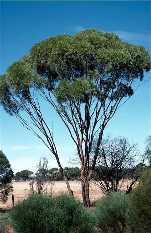 EUCALYPTUS KOCHII BRANCH/LEAF OIL 대표 사진